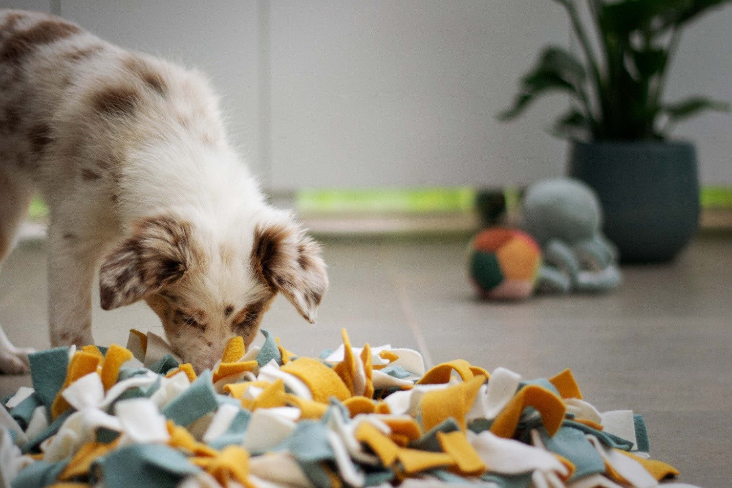 Best Snuffle Mat Products To Help Keep Your Dog Busy - Your Dog